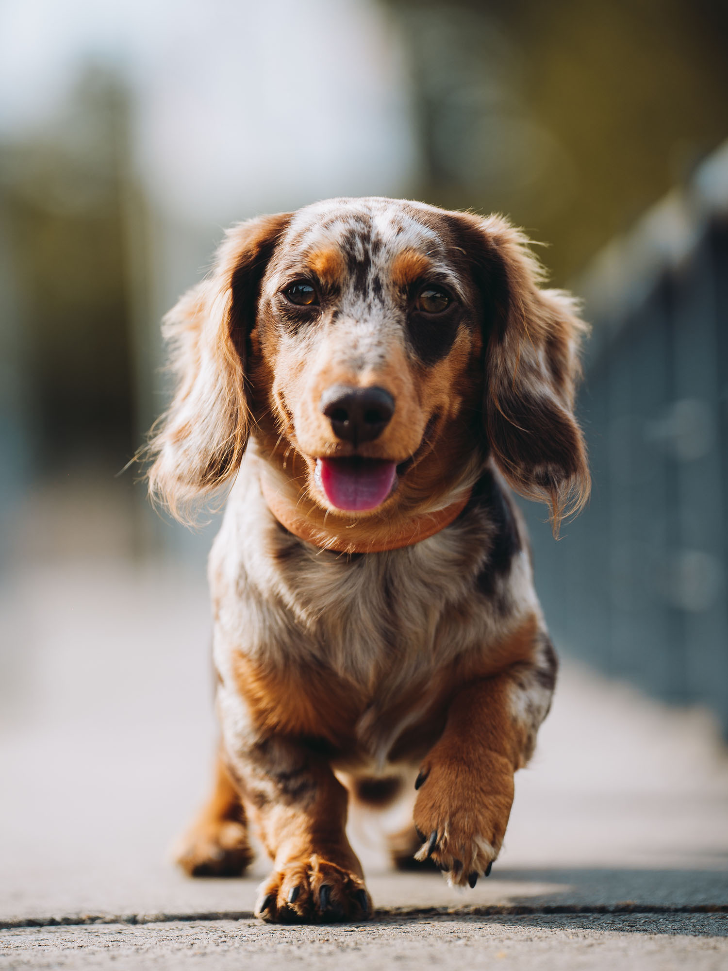 MVM Team Hugo Dackel